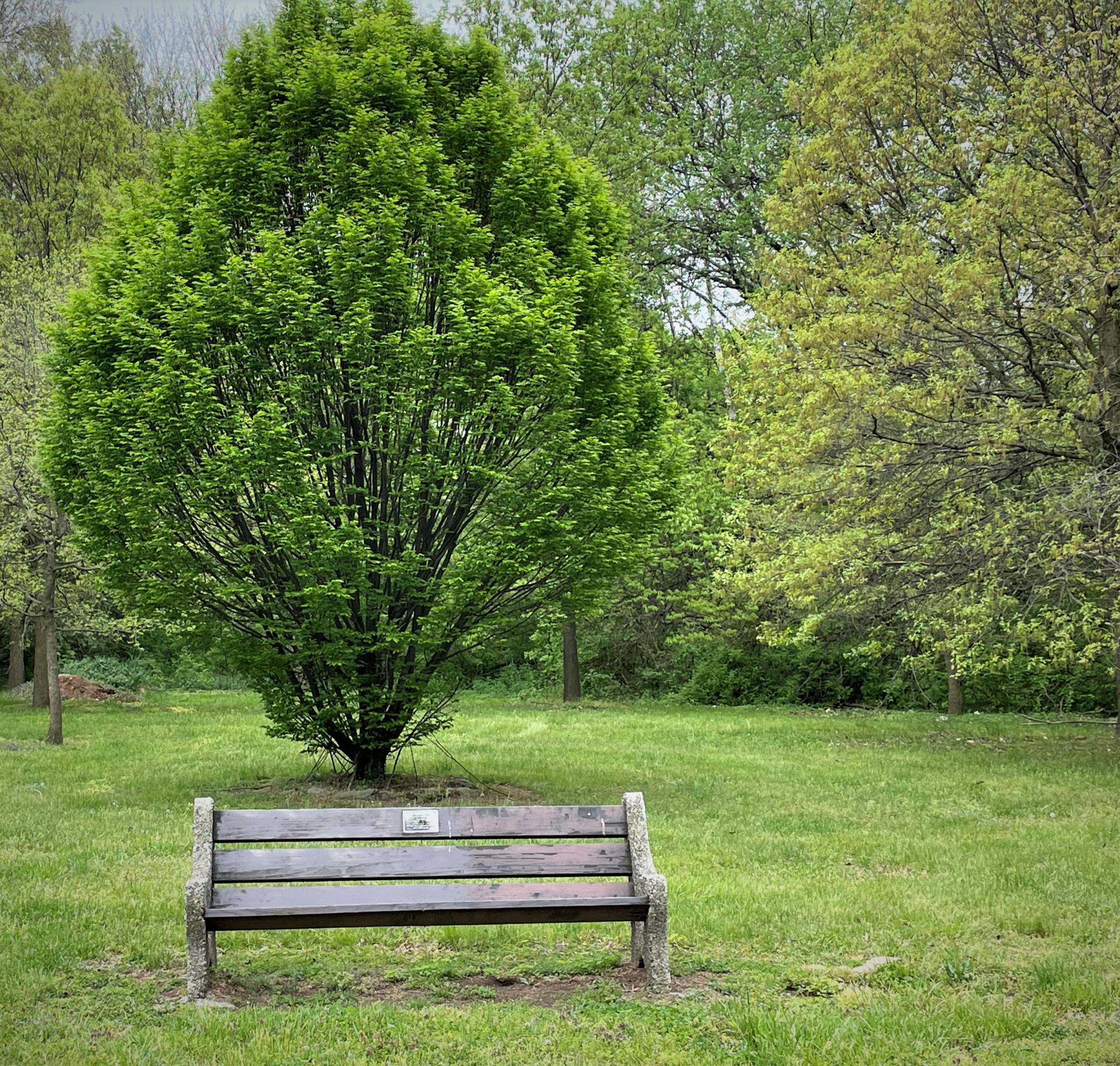 A park bench sits on some grass in front of a short, green tree.