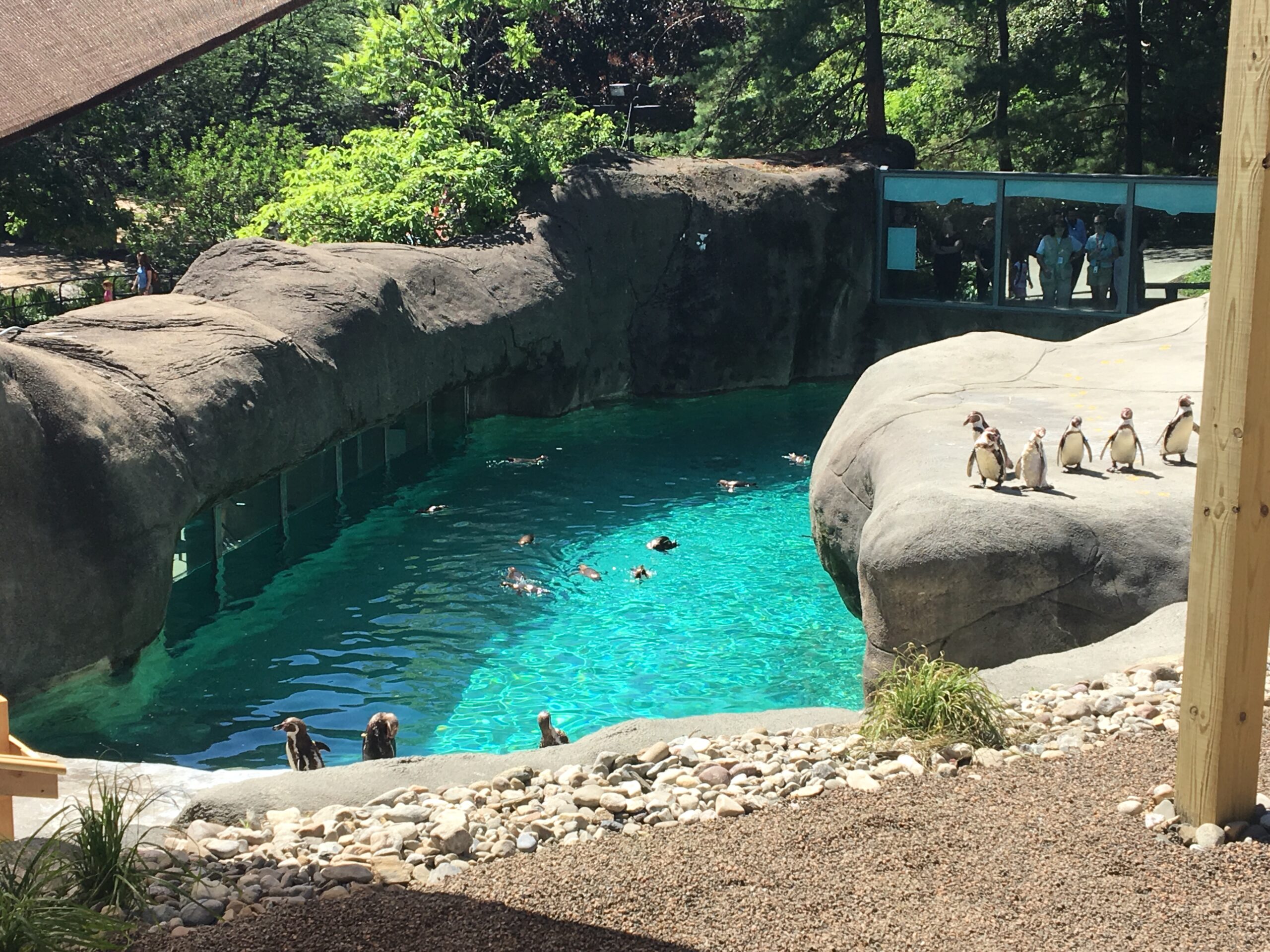 Philadelphia Zoo Opens New Penguin Habitat