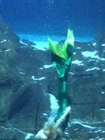 Mermaids & MasterChef Junior Casting