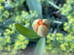 Tulip Philly