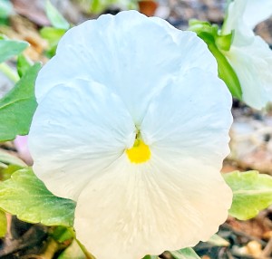 White Flower Philly