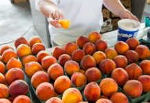 Fun Events in the Delaware Valley: Aug. 2-3