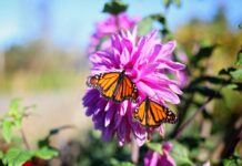 Two monarch butterflies on a purple flower