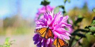 Two monarch butterflies on a purple flower
