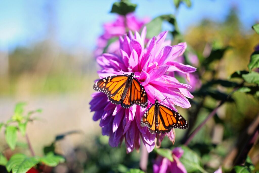 Two monarch butterflies on a purple flower