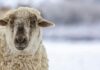 Sheep in the snow