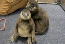The unnamed penguin chick (left) and his brother Oscar