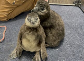 The unnamed penguin chick (left) and his brother Oscar