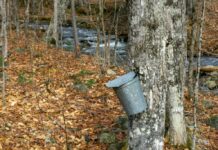 Family Fun Events in the Delaware Valley: Feb. 28-March 1 A tap with a bucket collecting sap from a tree