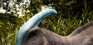 A child reaches up towards a dinosaur statue