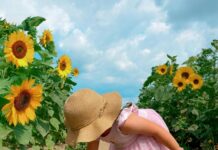 A little girl in a field of sunflowers