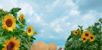 A little girl in a field of sunflowers