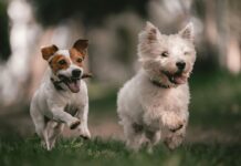 Dogs running in a field