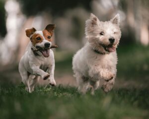 Dogs running in a field