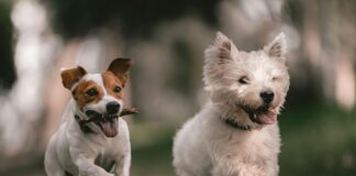 Dogs running in a field