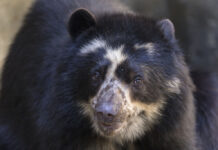 Getting Our Bearings on the Philadelphia Zoo’s New Bear Exhibit Alba the Andean bear