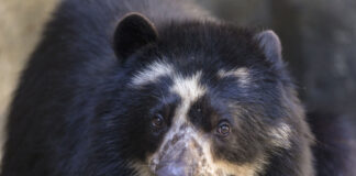 Alba the Andean bear