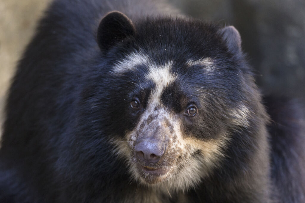 Alba the Andean bear