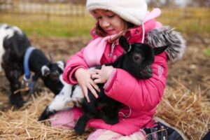 A girl holding a baby goat at a petting zoo