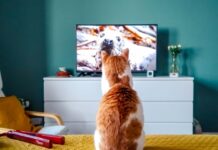 Family Fun in the Delaware Valley This Weekend: Aug. 7-9 A cat watching a seal on TV