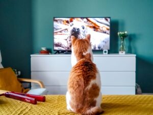 A cat watching a seal on TV