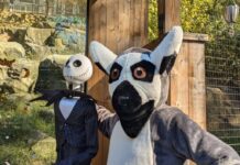 A person dressed as a lemur poses next to a skeleton at Boo at the Zoo