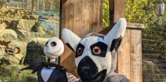 A person dressed as a lemur poses next to a skeleton at Boo at the Zoo