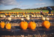 Pumpkin patch
