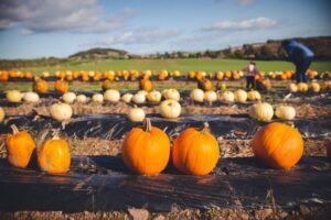 Pumpkin patch