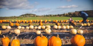 Pumpkin patch